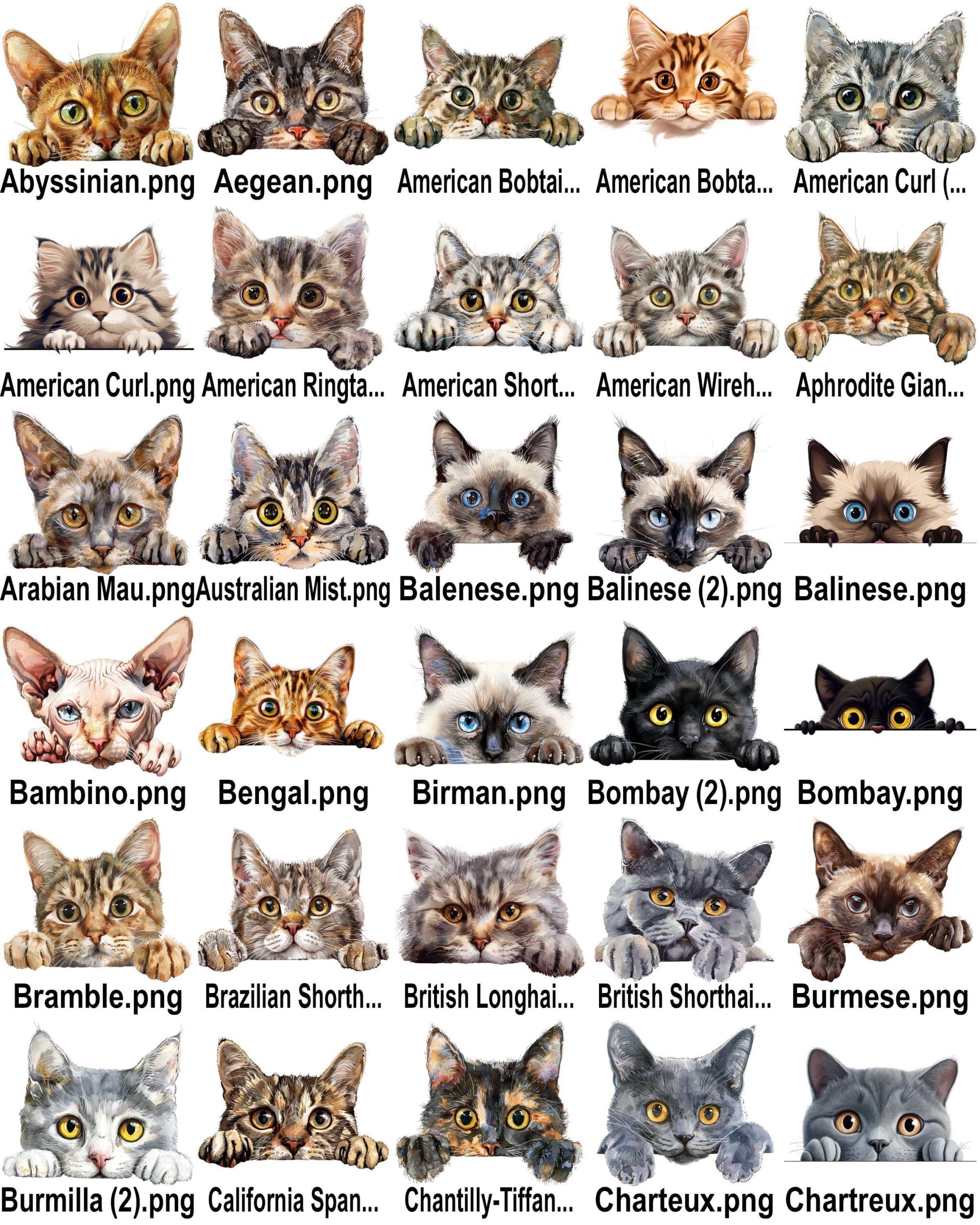 Funny Cat Bathroom Sign | Cat Lover Gift | Pet Bathroom Decor - Image 7